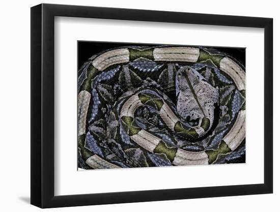 Bitis Gabonica (Gaboon Viper)-Paul Starosta-Framed Photographic Print