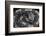 Bitis Gabonica (Gaboon Viper)-Paul Starosta-Framed Photographic Print