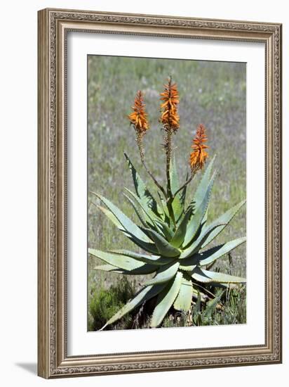 Bitter Aloe (Aloe Ferox)-Bob Gibbons-Framed Photographic Print