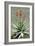 Bitter Aloe (Aloe Ferox)-Bob Gibbons-Framed Photographic Print