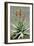 Bitter Aloe (Aloe Ferox)-Bob Gibbons-Framed Photographic Print