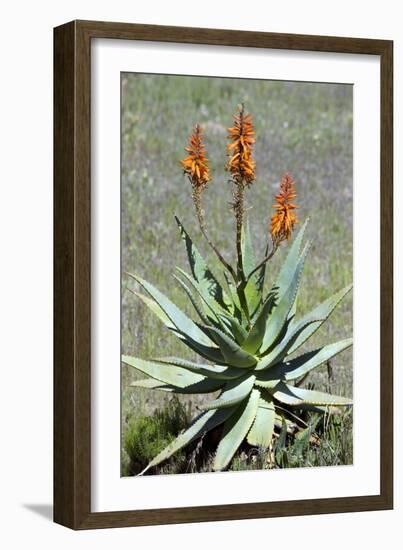 Bitter Aloe (Aloe Ferox)-Bob Gibbons-Framed Photographic Print