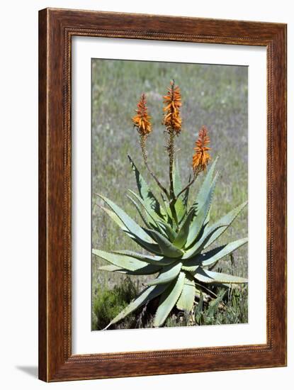 Bitter Aloe (Aloe Ferox)-Bob Gibbons-Framed Photographic Print
