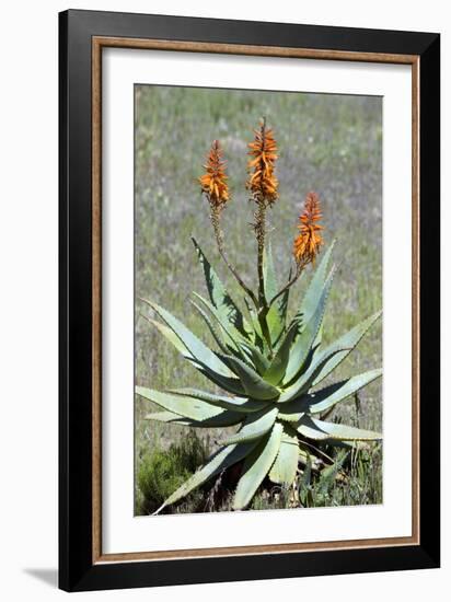 Bitter Aloe (Aloe Ferox)-Bob Gibbons-Framed Photographic Print