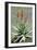 Bitter Aloe (Aloe Ferox)-Bob Gibbons-Framed Photographic Print