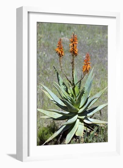 Bitter Aloe (Aloe Ferox)-Bob Gibbons-Framed Photographic Print