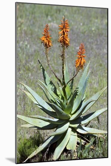 Bitter Aloe (Aloe Ferox)-Bob Gibbons-Mounted Photographic Print