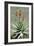 Bitter Aloe (Aloe Ferox)-Bob Gibbons-Framed Photographic Print