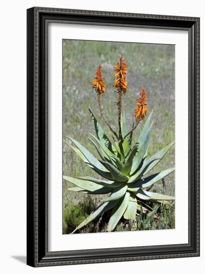 Bitter Aloe (Aloe Ferox)-Bob Gibbons-Framed Photographic Print