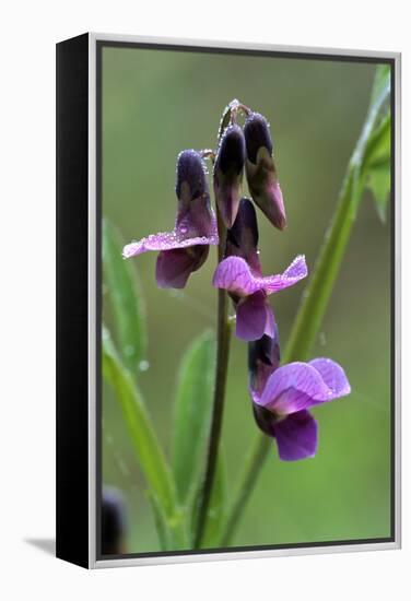 Bitter Vetchling (Lathyrus Linifolius)-Adrian Bicker-Framed Premier Image Canvas