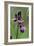 Bitter Vetchling (Lathyrus Linifolius)-Adrian Bicker-Framed Photographic Print