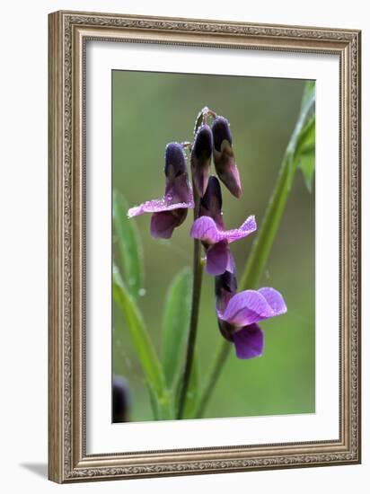 Bitter Vetchling (Lathyrus Linifolius)-Adrian Bicker-Framed Photographic Print