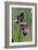 Bitter Vetchling (Lathyrus Linifolius)-Adrian Bicker-Framed Photographic Print