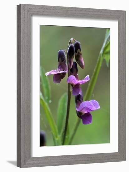 Bitter Vetchling (Lathyrus Linifolius)-Adrian Bicker-Framed Photographic Print