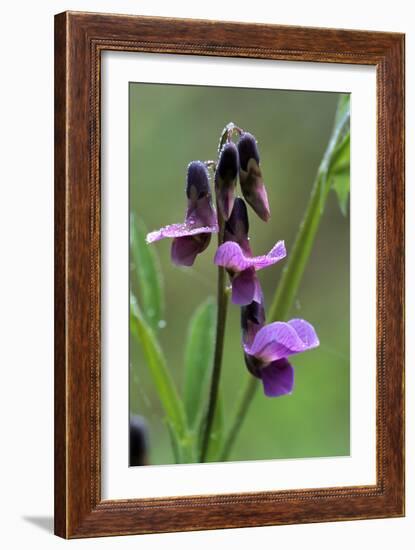 Bitter Vetchling (Lathyrus Linifolius)-Adrian Bicker-Framed Photographic Print