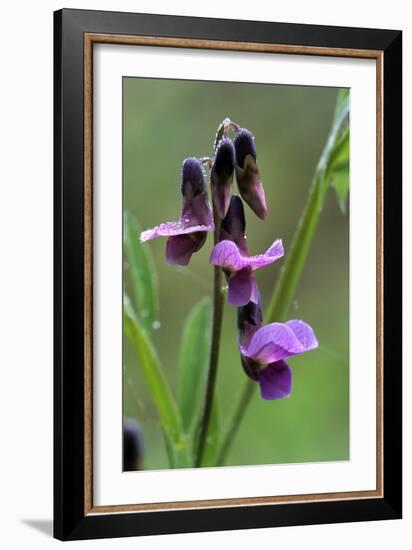 Bitter Vetchling (Lathyrus Linifolius)-Adrian Bicker-Framed Photographic Print