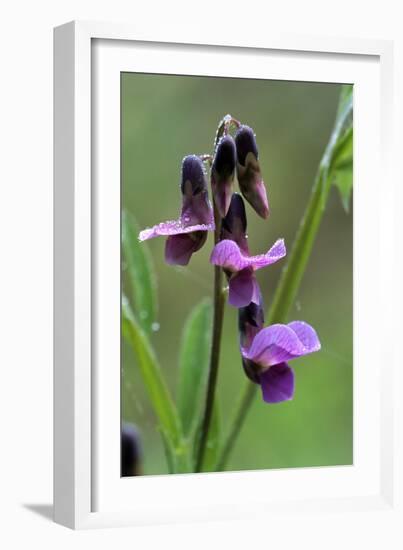 Bitter Vetchling (Lathyrus Linifolius)-Adrian Bicker-Framed Photographic Print