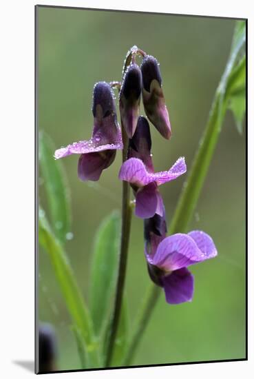 Bitter Vetchling (Lathyrus Linifolius)-Adrian Bicker-Mounted Photographic Print