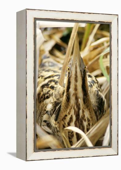 Bittern at Nest, in Reeds-null-Framed Premier Image Canvas