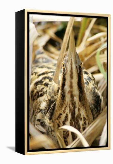 Bittern at Nest, in Reeds-null-Framed Premier Image Canvas