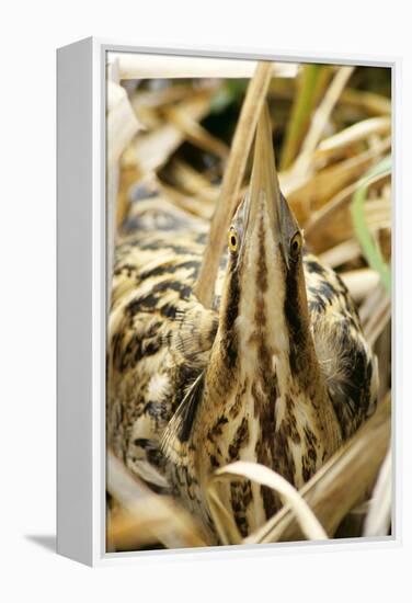 Bittern at Nest, in Reeds-null-Framed Premier Image Canvas