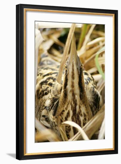 Bittern at Nest, in Reeds-null-Framed Photographic Print