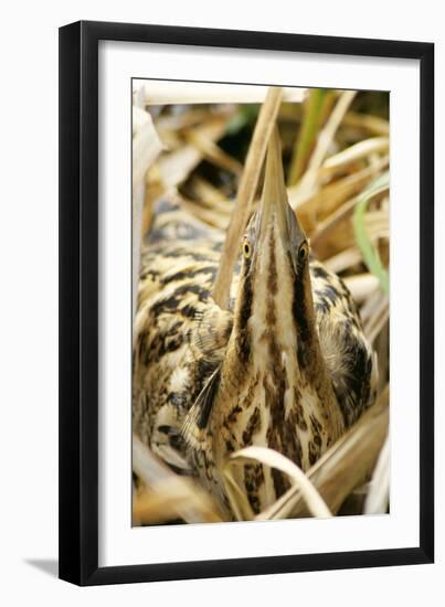 Bittern at Nest, in Reeds-null-Framed Photographic Print