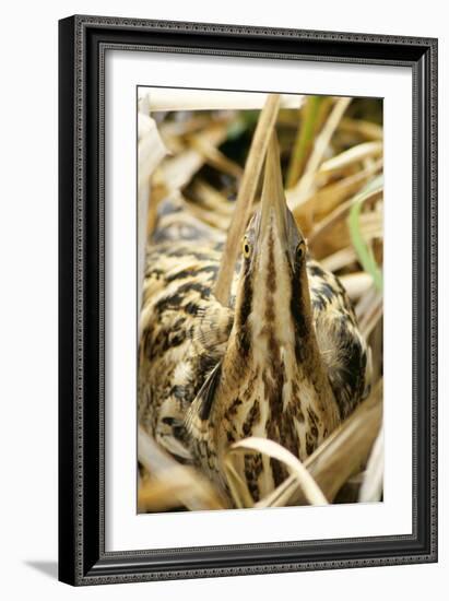 Bittern at Nest, in Reeds-null-Framed Photographic Print