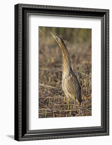 Bittern (Botaurus stellaris) in reeds, Suffolk, England, UK-Robin Chittenden-Framed Photographic Print