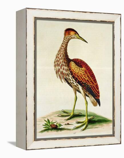 Bittern from Hudson's Bay, 1748 (Hand-Coloured Engraving)-George Edwards-Framed Premier Image Canvas