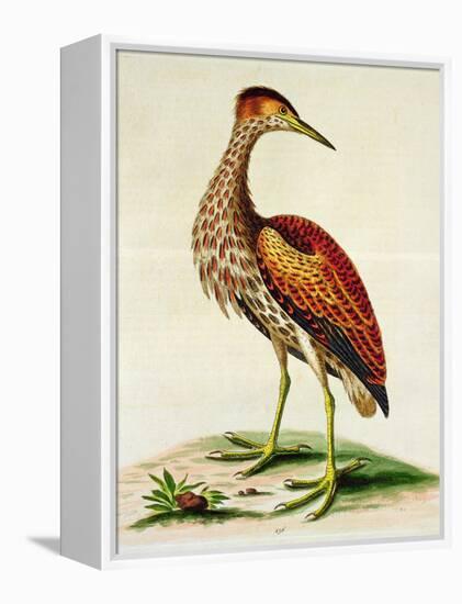 Bittern from Hudson's Bay, 1748 (Hand-Coloured Engraving)-George Edwards-Framed Premier Image Canvas