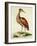 Bittern from Hudson's Bay, 1748 (Hand-Coloured Engraving)-George Edwards-Framed Giclee Print