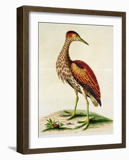 Bittern from Hudson's Bay, 1748 (Hand-Coloured Engraving)-George Edwards-Framed Giclee Print