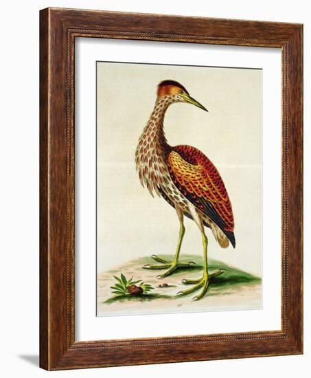 Bittern from Hudson's Bay, 1748 (Hand-Coloured Engraving)-George Edwards-Framed Giclee Print