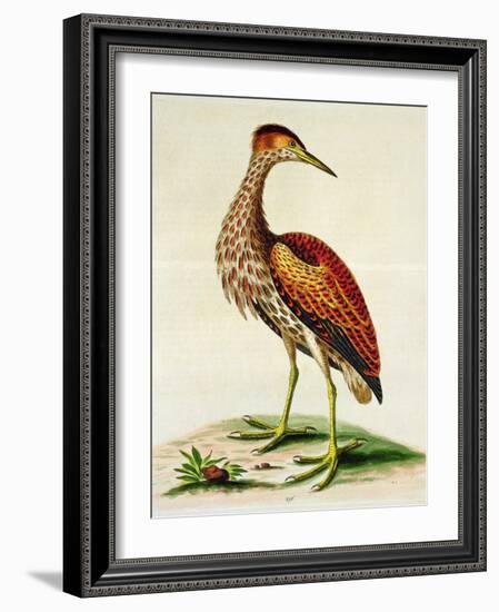 Bittern from Hudson's Bay, 1748 (Hand-Coloured Engraving)-George Edwards-Framed Giclee Print