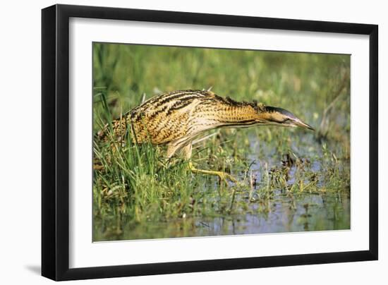 Bittern Outside Reed Beds, Searching for Prey-null-Framed Photographic Print