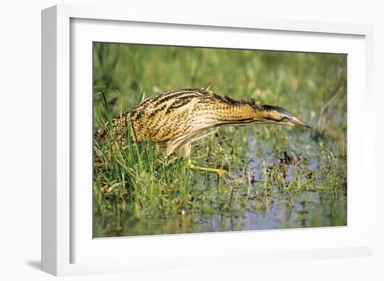 Bittern Outside Reed Beds, Searching for Prey-null-Framed Photographic Print