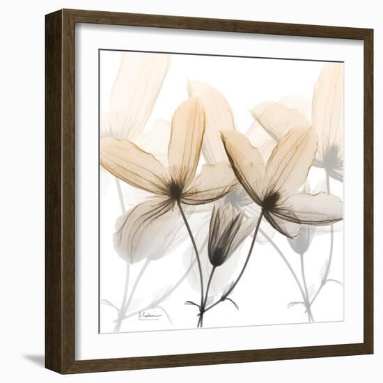 Bittersweet Clematis-Albert Koetsier-Framed Photographic Print