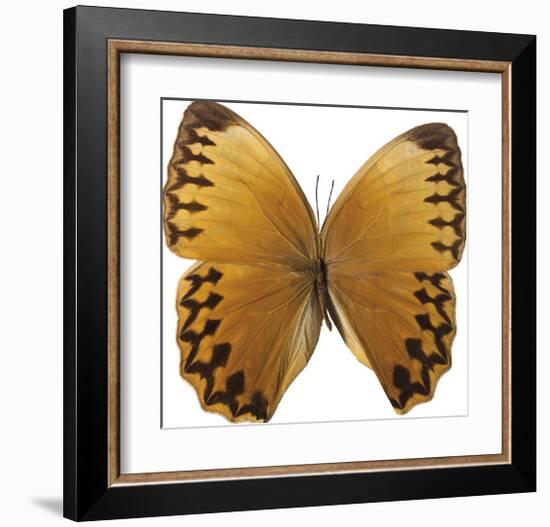 Bittersweet Wings-Assaf Frank-Framed Giclee Print