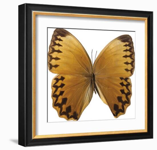 Bittersweet Wings-Assaf Frank-Framed Giclee Print