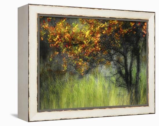 Bittersweet-Ursula Abresch-Framed Premier Image Canvas