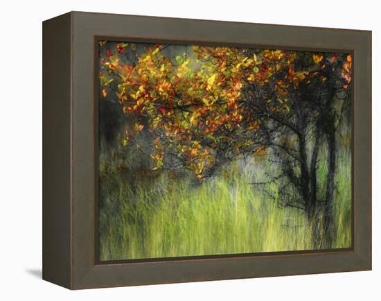 Bittersweet-Ursula Abresch-Framed Premier Image Canvas