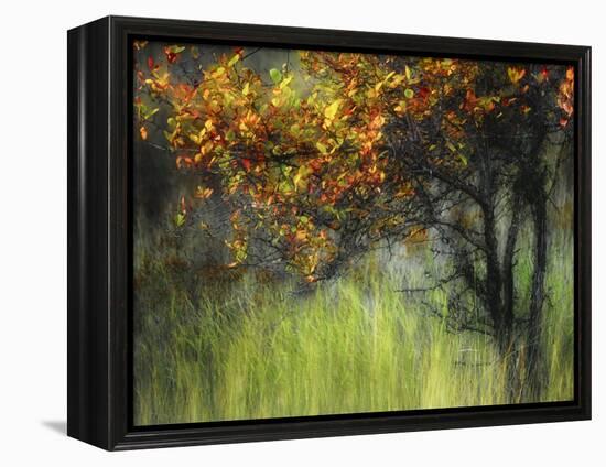 Bittersweet-Ursula Abresch-Framed Premier Image Canvas