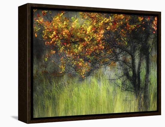 Bittersweet-Ursula Abresch-Framed Premier Image Canvas