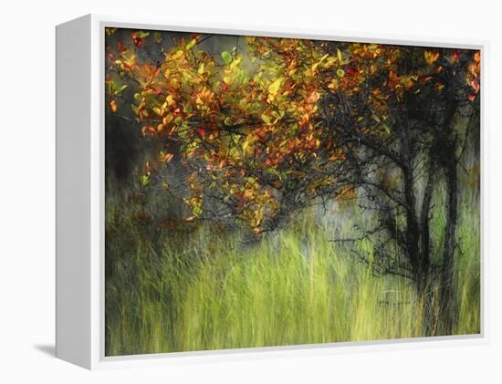 Bittersweet-Ursula Abresch-Framed Premier Image Canvas