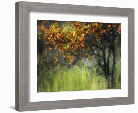 Bittersweet-Ursula Abresch-Framed Photographic Print