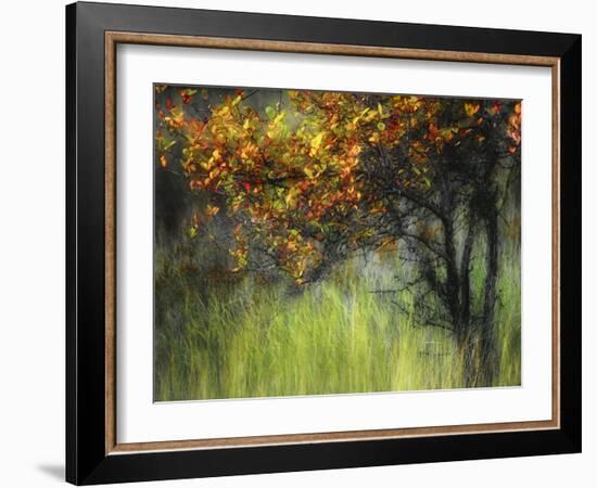 Bittersweet-Ursula Abresch-Framed Photographic Print