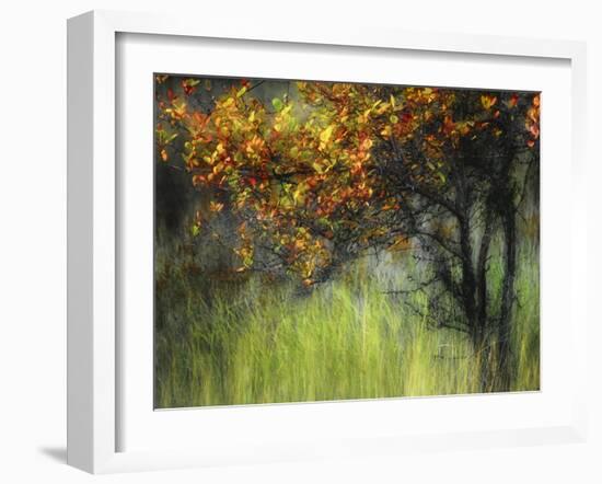 Bittersweet-Ursula Abresch-Framed Photographic Print