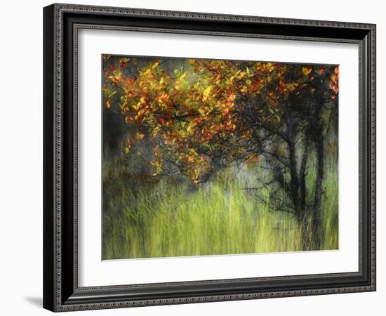 Bittersweet-Ursula Abresch-Framed Photographic Print