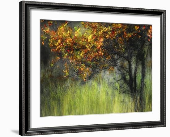 Bittersweet-Ursula Abresch-Framed Photographic Print